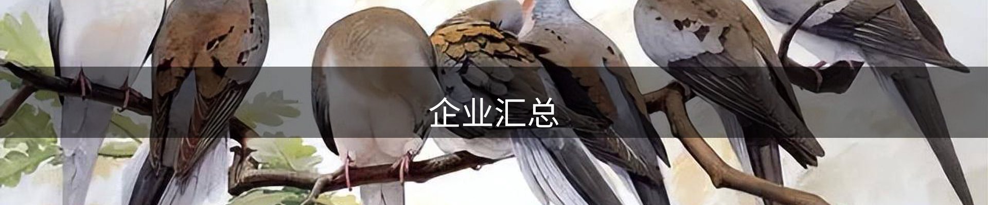 企业汇总